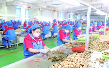 龍頭企業 引領現代農業發展的“領跑者”——以資金、技術、設備與理念驅動產業升級